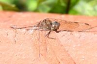 Sympetrum striolatum