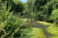 Coenagrion mercuriale