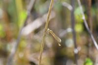 Lestes barbarus