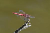 Sympetrum fonscolombii