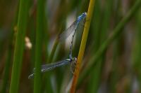 Enallagma cyathigerum