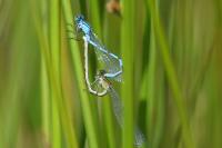 Enallagma cyathigerum