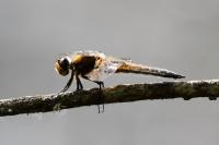 Libellula quadrimaculata