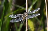 Libellula quadrimaculata