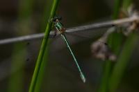 Lestes dryas