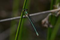 Lestes dryas