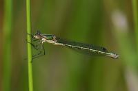 Lestes dryas