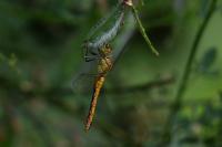 Sympetrum sanguineum