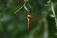 Sympetrum sanguineum