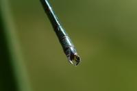 Lestes dryas
