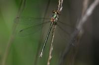 Lestes dryas