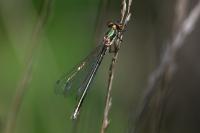 Lestes dryas