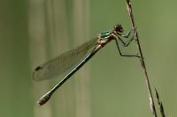 Lestes dryas