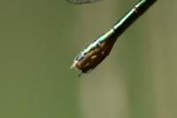 Lestes dryas