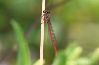 Ceriagrion tenellum