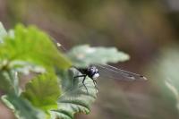 Leucorrhinia pectoralis