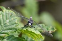 Leucorrhinia pectoralis