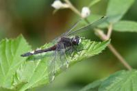 Leucorrhinia pectoralis