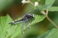 Leucorrhinia pectoralis