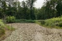 Leucorrhinia pectoralis