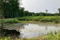 Leucorrhinia pectoralis