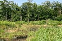 Calopteryx splendens