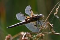 Libellula quadrimaculata