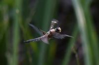 Libellula quadrimaculata
