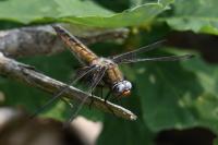 Libellula fulva