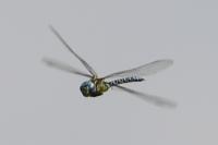 Aeshna affinis