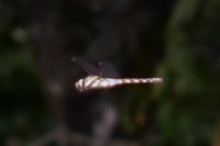 Aeshna mixta