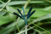 Calopteryx virgo