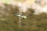 Somatochlora metallica