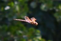 Aeshna grandis