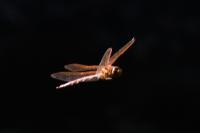 Aeshna grandis