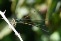 Lestes barbarus