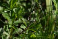 Lestes barbarus