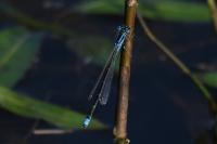Ischnura pumilio