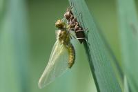 Libellula depressa