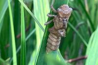Brachytron pratense