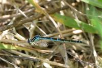 Coenagrion scitulum
