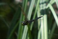 Brachytron pratense