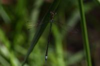 Lestes virens