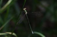 Lestes virens
