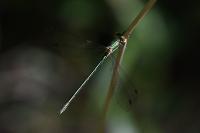 Lestes virens