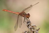 Sympetrum meridionale
