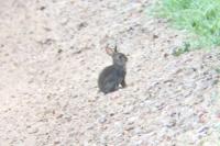 Oryctolagus cuniculus