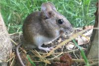 Apodemus sylvaticus