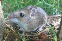Apodemus sylvaticus