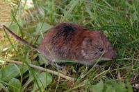 Clethrionomys glareolus